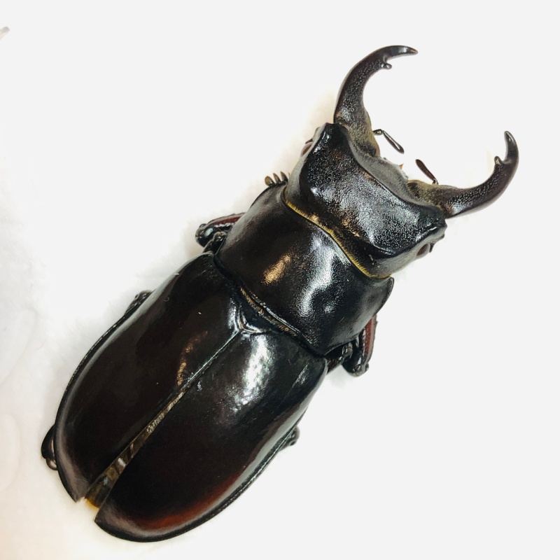 Lucanidae Lucanus imitator 41mm from Rikaze Tibet A1 No.6270