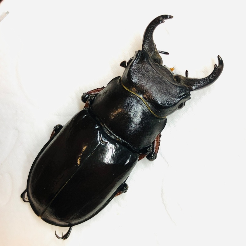 Lucanidae Lucanus imitator 42mm from Rikaze Tibet A1 No.6271