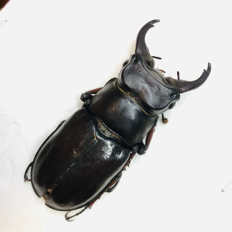 Lucanidae Lucanus imitator 45mm from Rikaze Tibet A1 No.6273