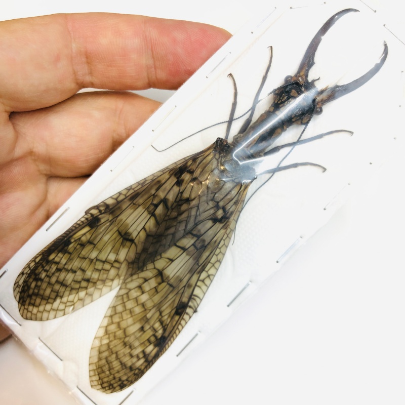 Acanthacorydalis orientalis 123mm pair from Yuexi Anhui No.6288