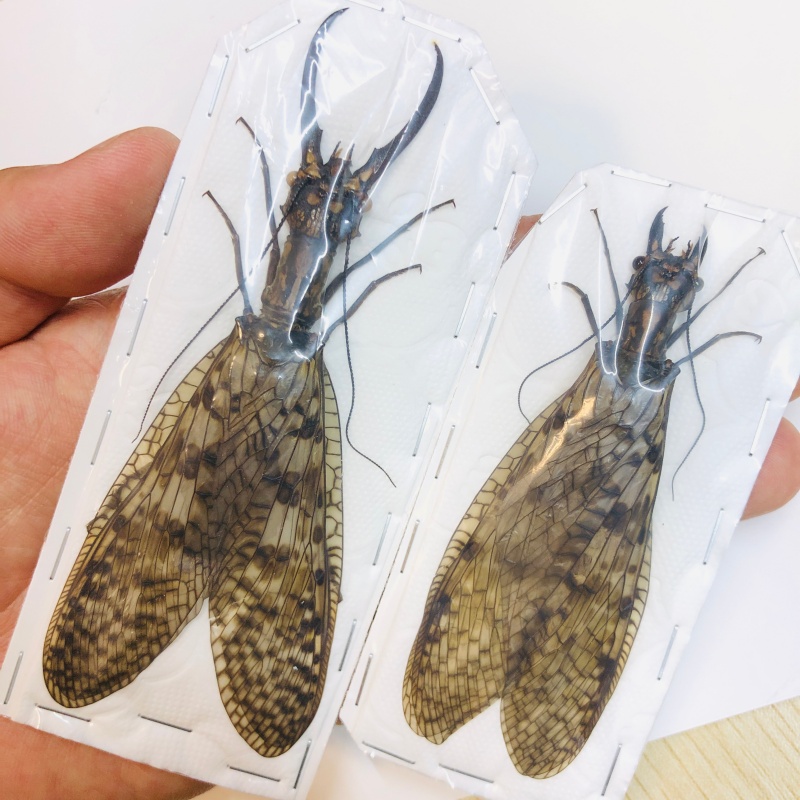 Acanthacorydalis orientalis 121mm94mm pair from Yuexi Anhui No.6293