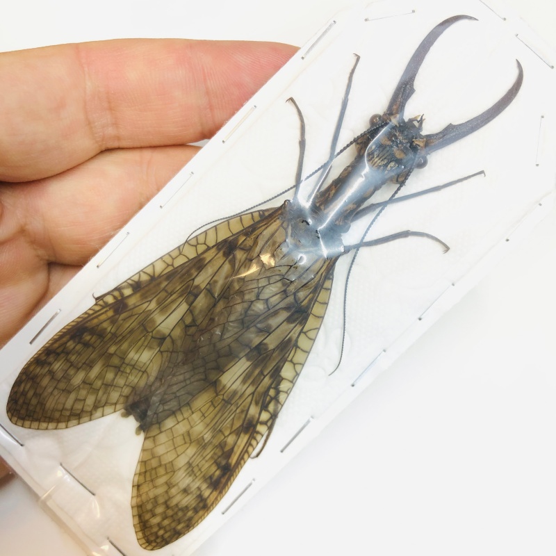 Acanthacorydalis orientalis 119mm pair from Yuexi Anhui No.6287