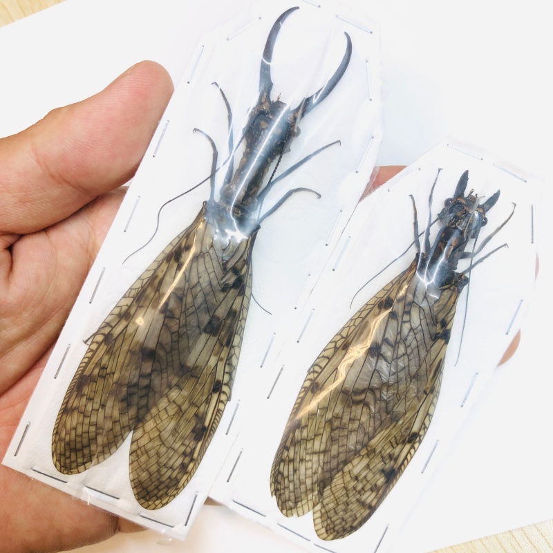 Acanthacorydalis orientalis 126mm97mm pair from Yuexi Anhui No.6291