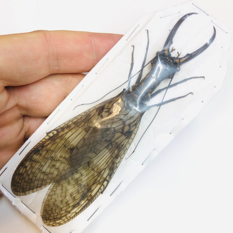 Acanthacorydalis orientalis 126mm pair from Yuexi Anhui No.6290