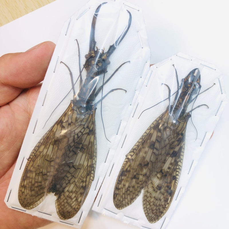 Acanthacorydalis orientalis 132mm98mm pair from Yuexi Anhui No.6295