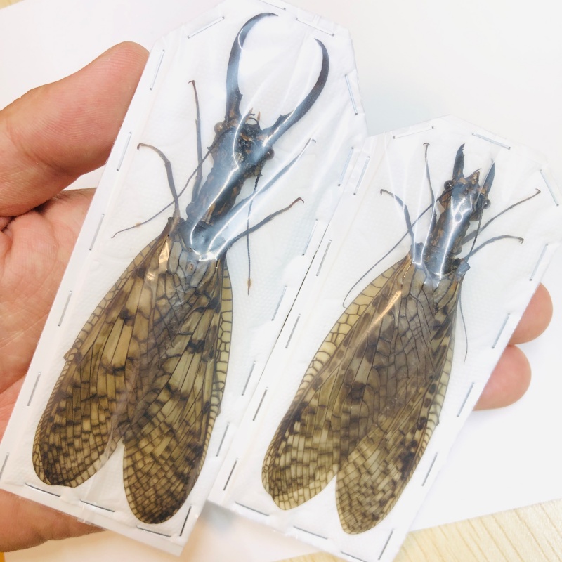 Acanthacorydalis orientalis 127mm99mm pair from Yuexi Anhui No.6294