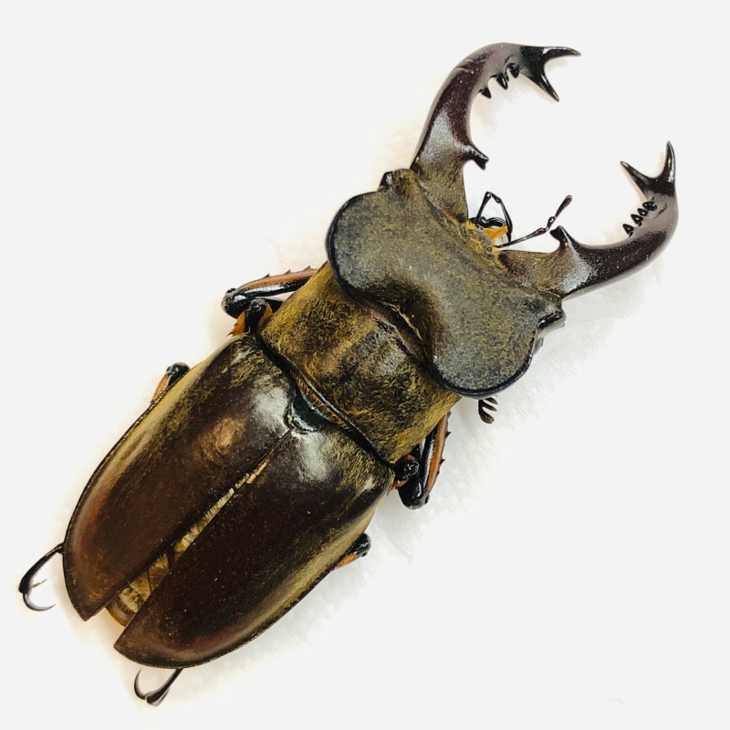 Lucanidae Lucanus boileaui 55mm A2 from Yaan Sichuan No.6305 antenna missing