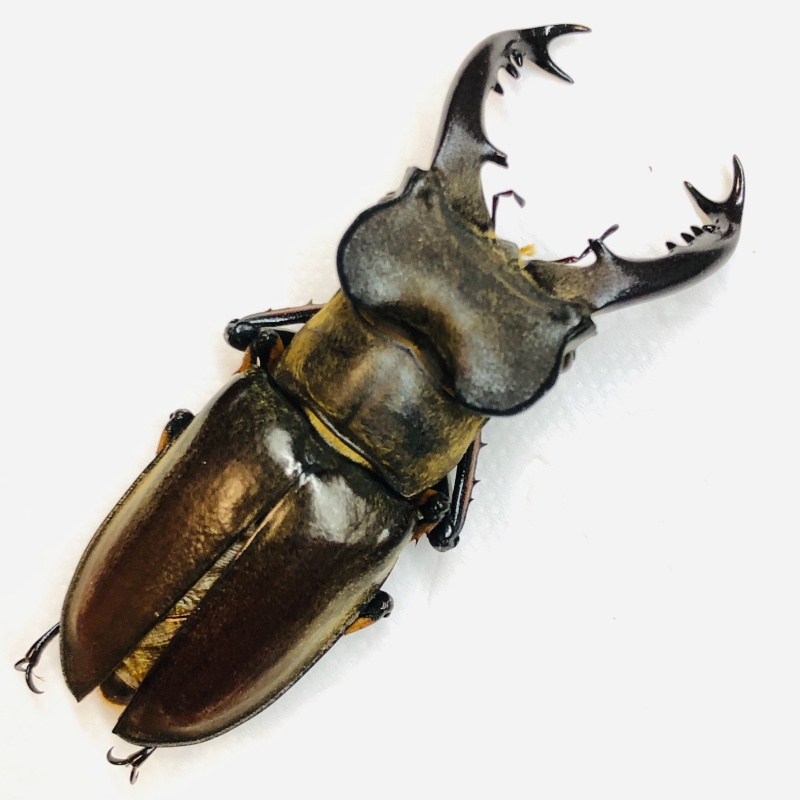 Lucanidae Lucanus boileaui 58mm A1 from Yaan Sichuan No.6309
