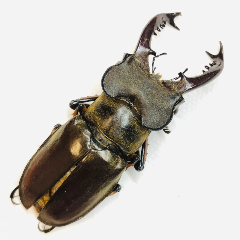 Lucanidae Lucanus boileaui 57mm A1 from Yaan Sichuan No.6307