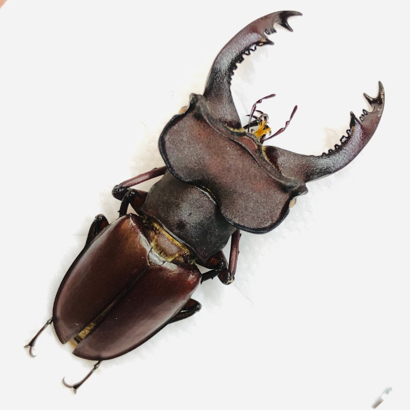 Lucanidae Lucanus klapperichi 46mm A1 from Ningde Fujian No.6313