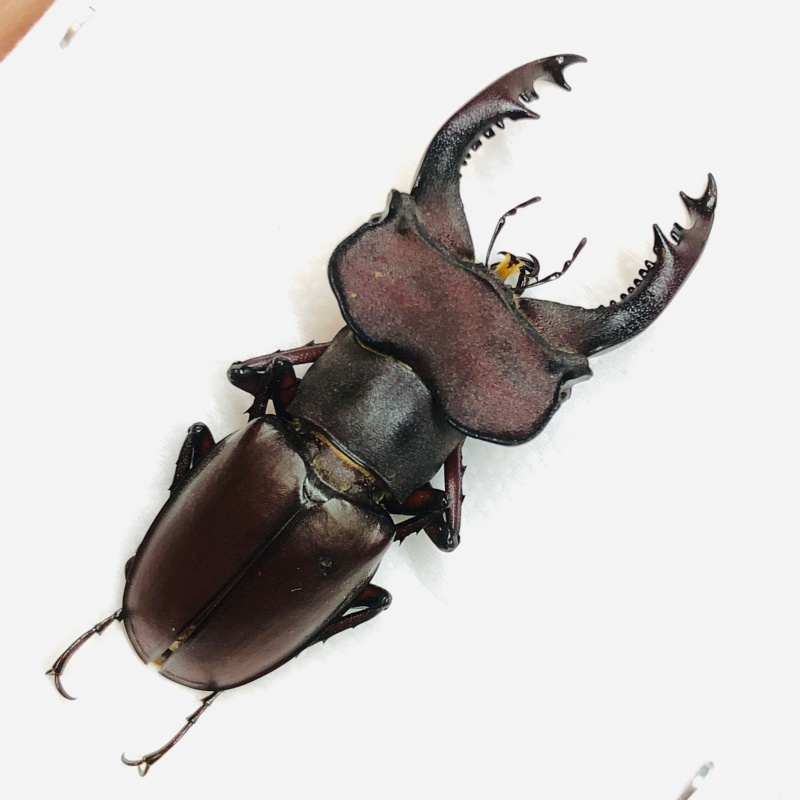 Lucanidae Lucanus klapperichi 45.5mm A- from Ningde Fujian No.6317