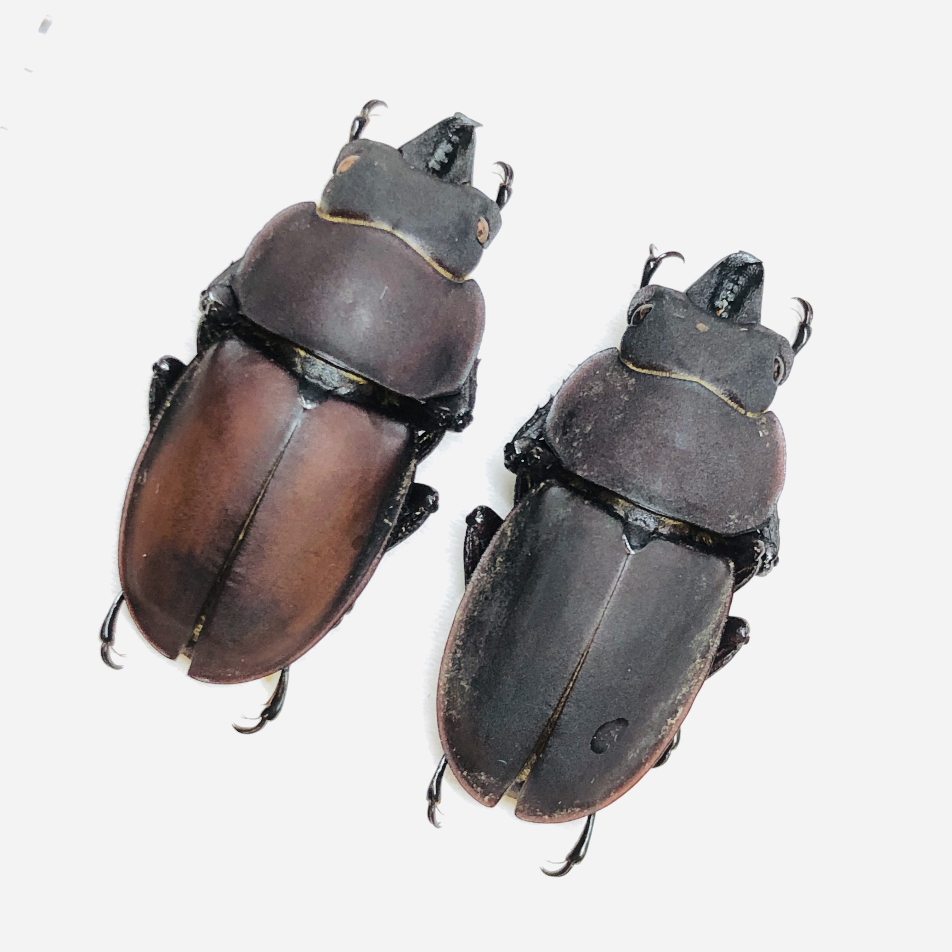 Lucanidae Neolucanus sinicus 2M 27mm28mm A1 from Huzhou Zhejiang No.6244