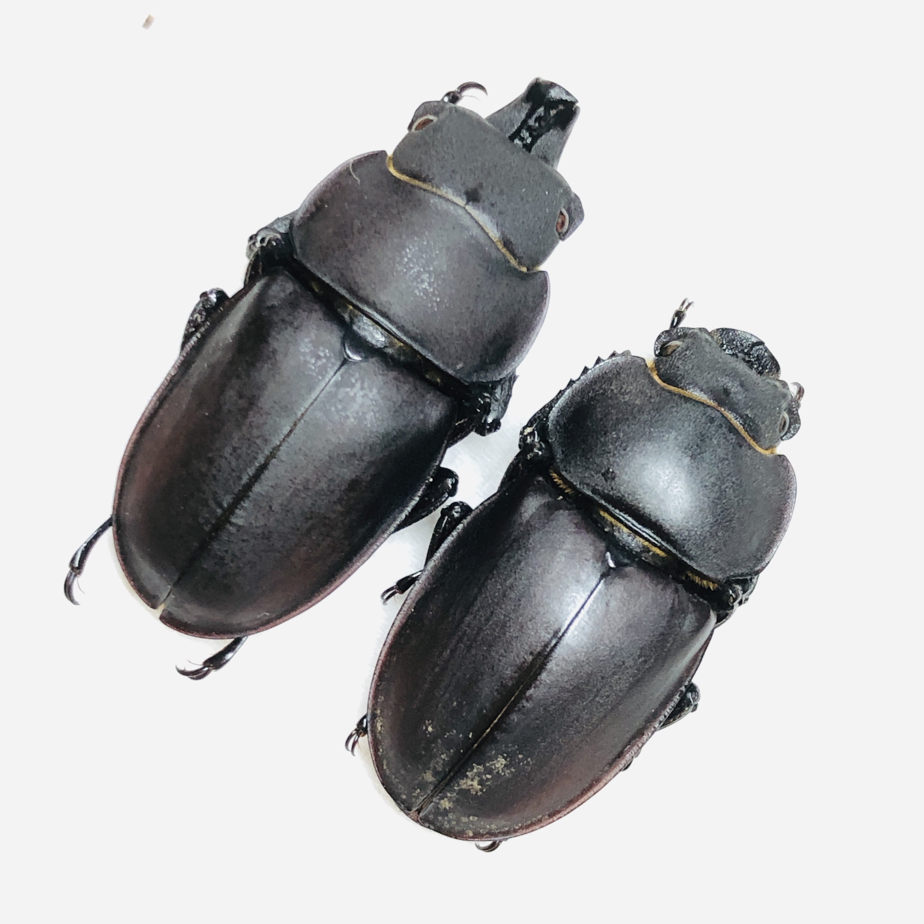 Lucanidae Neolucanus sinicus 33mm29mm A1 from Huzhou Zhejiang No.6243