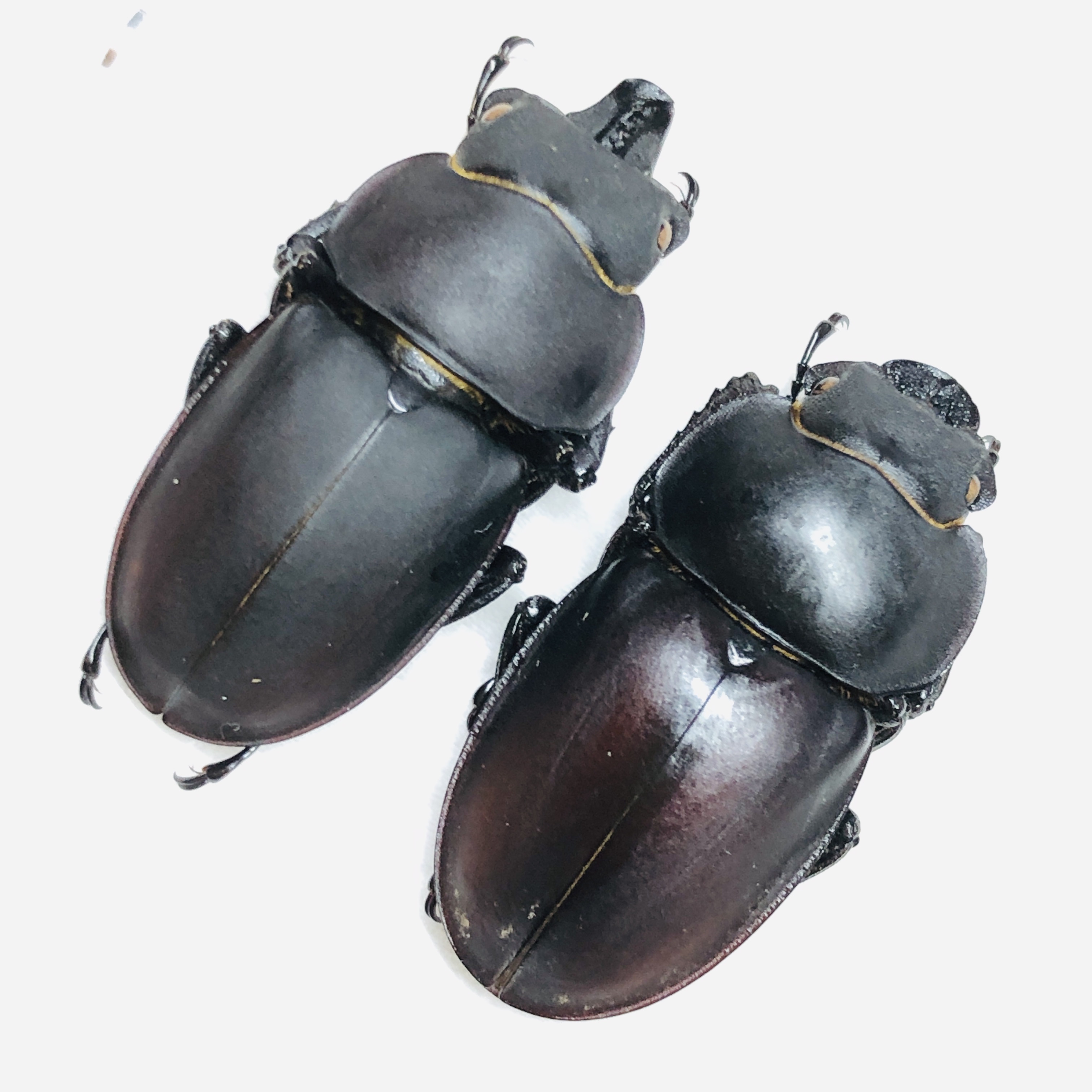 Lucanidae Neolucanus sinicus 32mm30mm A1 from Huzhou Zhejiang No.6242