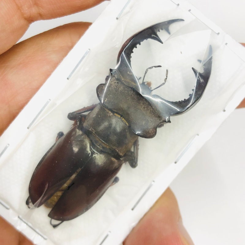 Lucanidae Lucanus fairmairei 58mm A1 from Yaan Sichuan No.6359