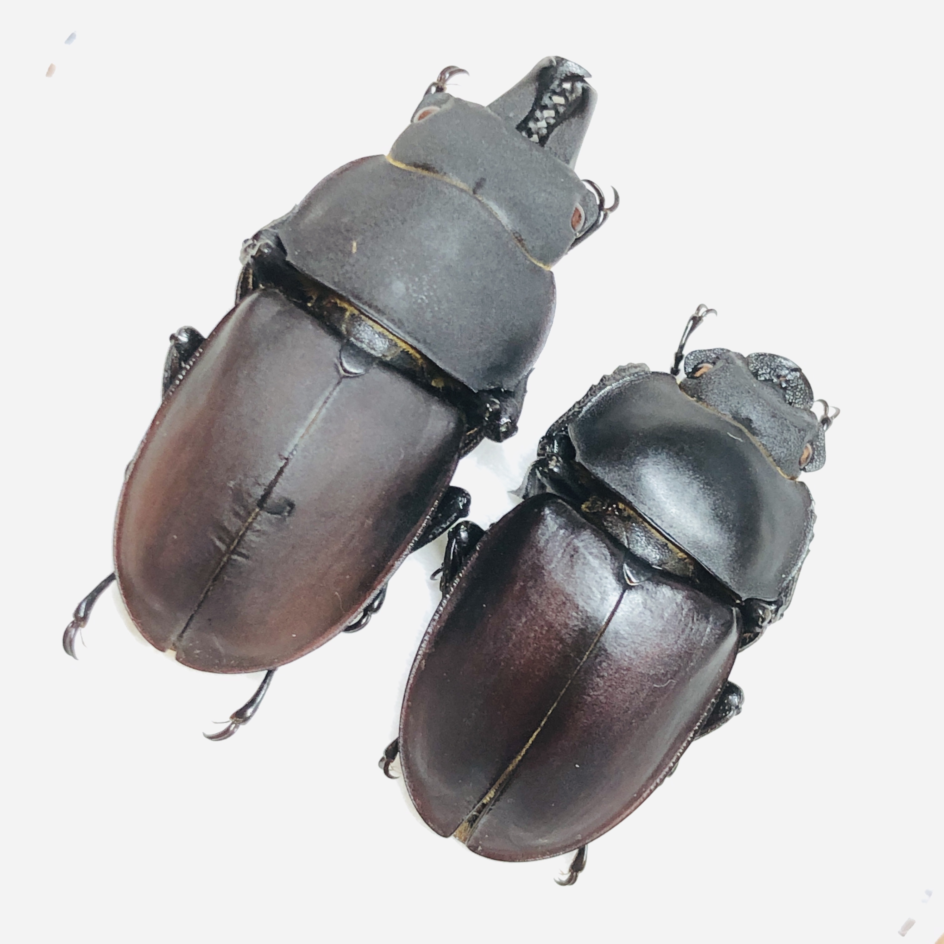 Lucanidae Neolucanus sinicus 36mm29mm A1 from Huzhou Zhejiang No.6241