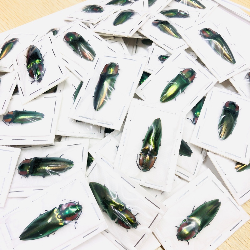 wholesale Elateridae Campsosternus sp 10pcs for one set from Sichuan