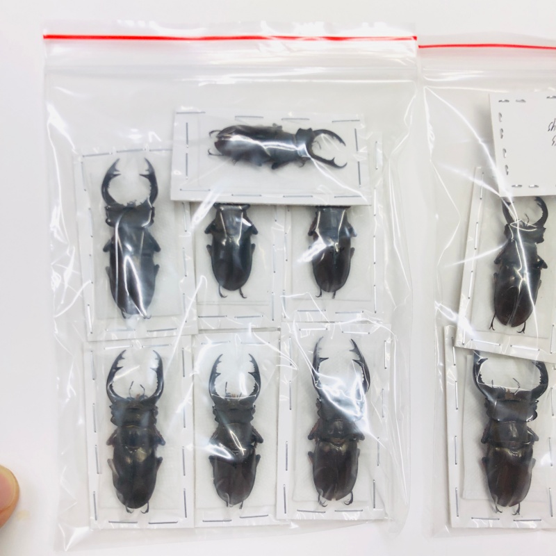 Special offer Lucanidae Lucanus fairmairei 7pcs for 1 set