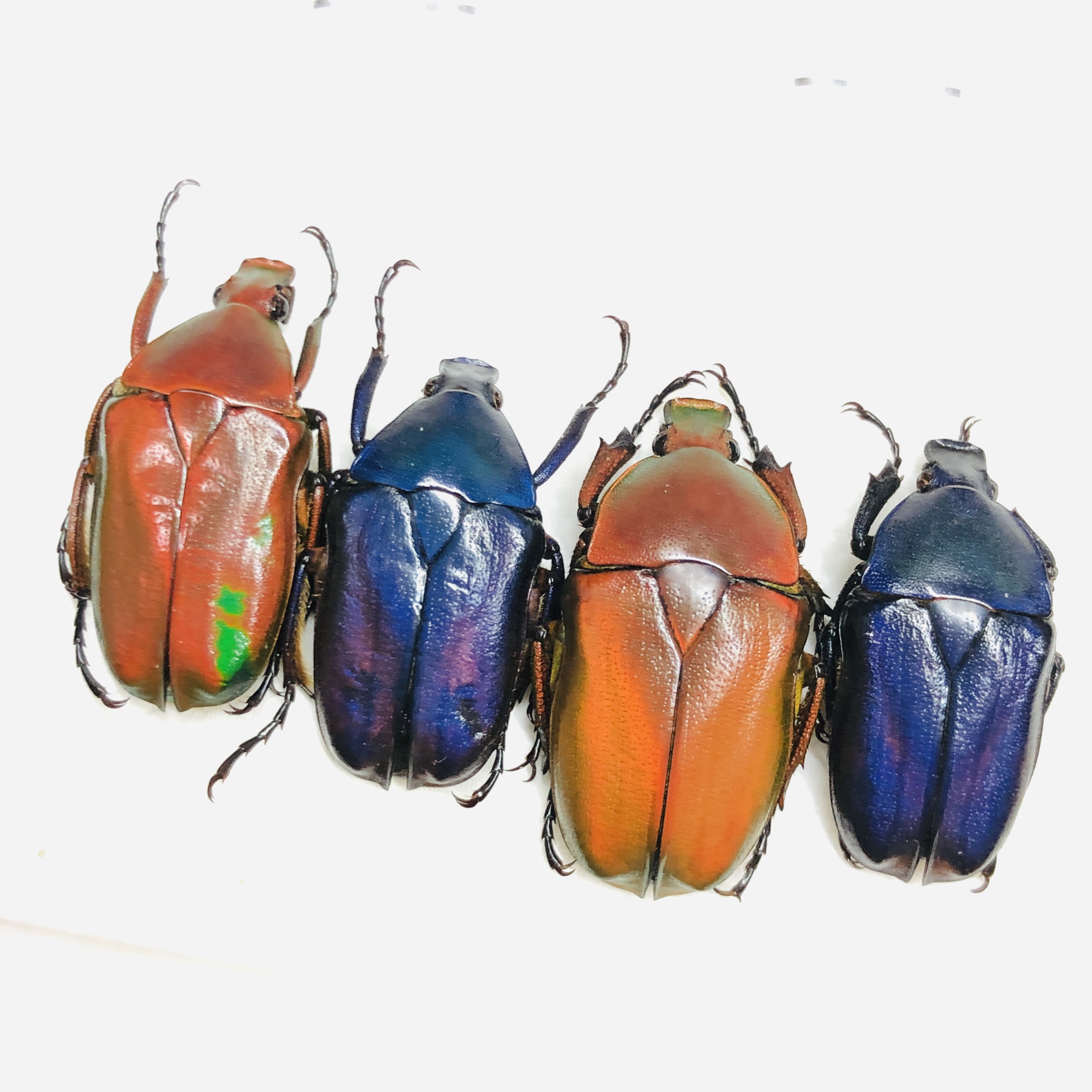 Cetoniidae Pseudorhomborrhina sp A1 4pcs from Diqing Yunnan No.6454