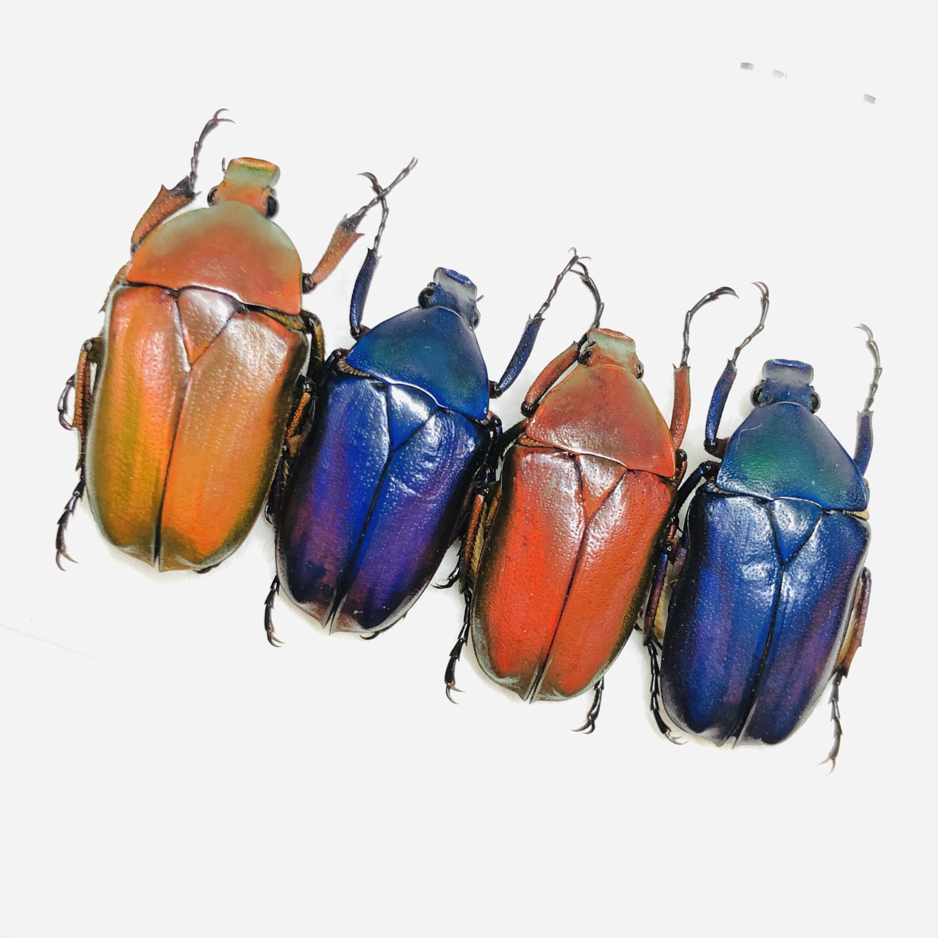 Cetoniidae Pseudorhomborrhina sp A1 4pcs from Diqing Yunnan No.6449
