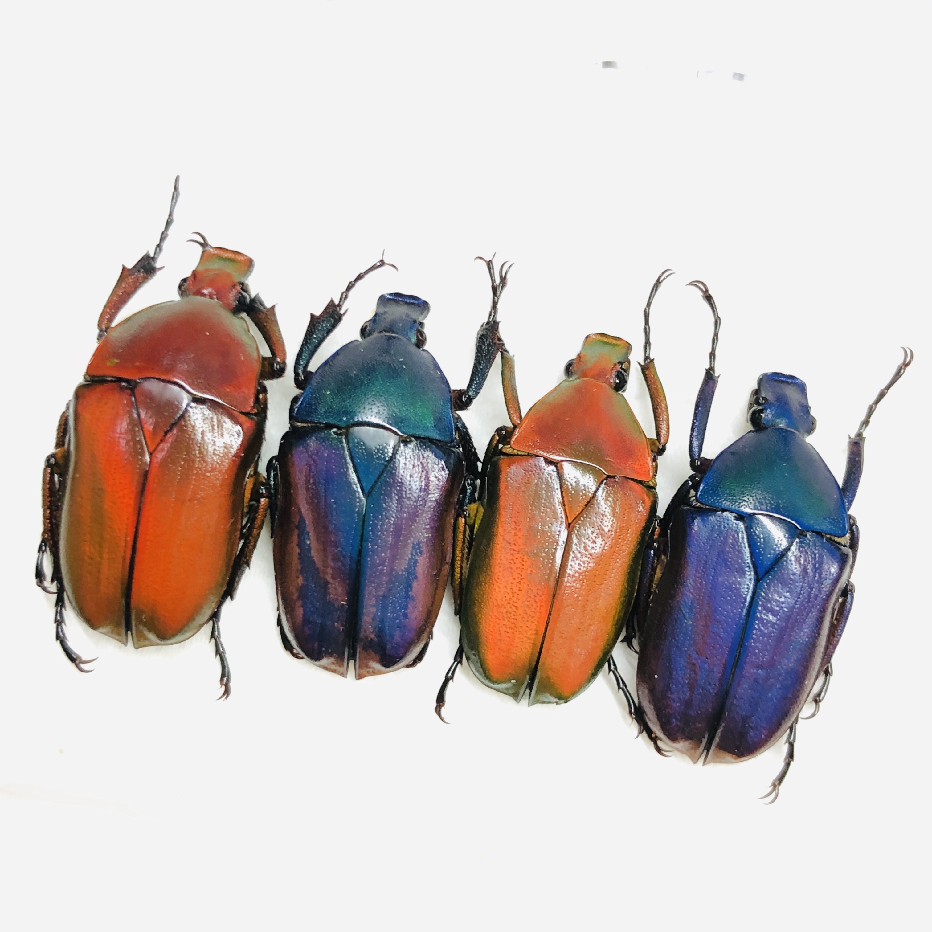 Cetoniidae Pseudorhomborrhina sp A1 4pcs from Diqing Yunnan No.6455