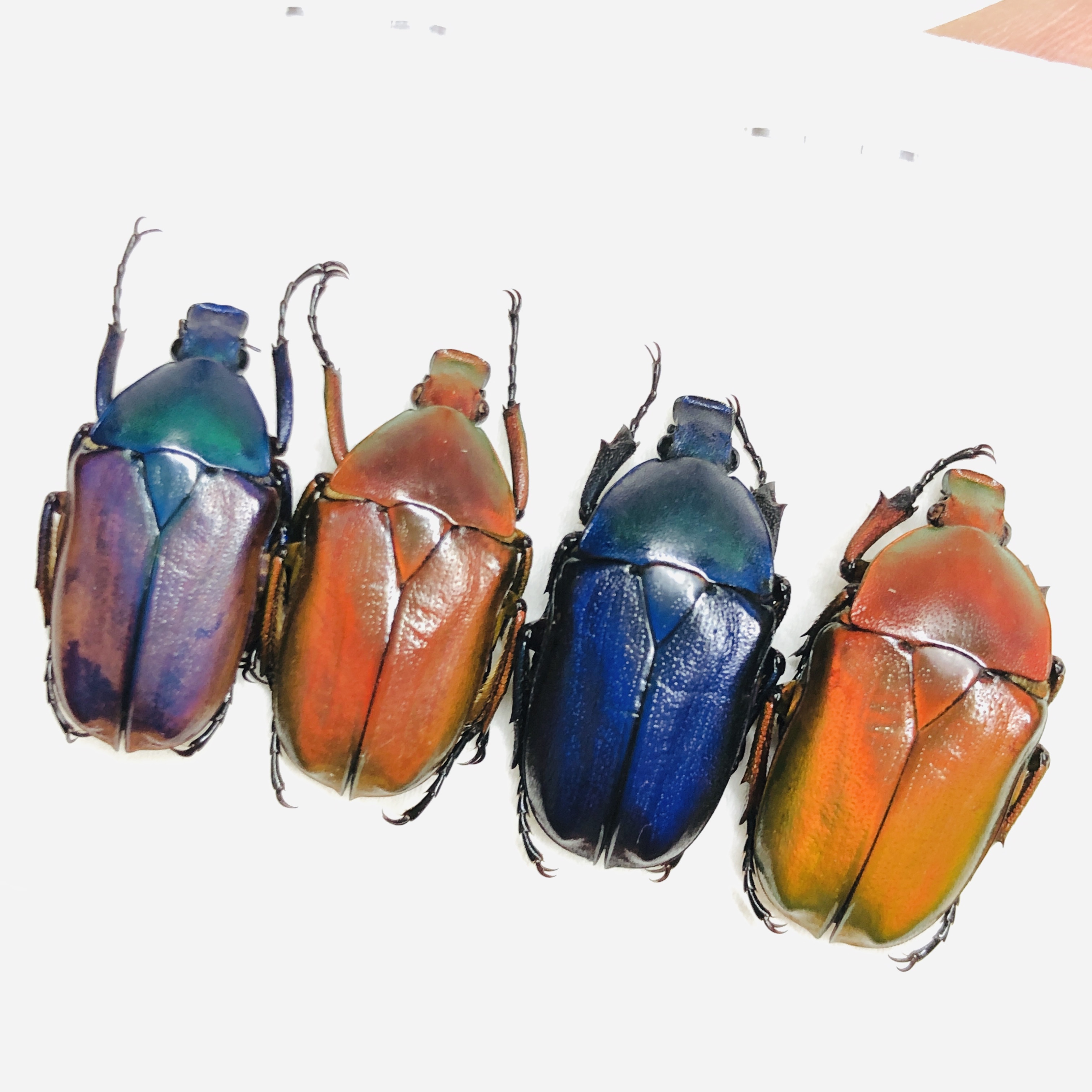 Cetoniidae Pseudorhomborrhina sp A1 4pcs from Diqing Yunnan No.6456
