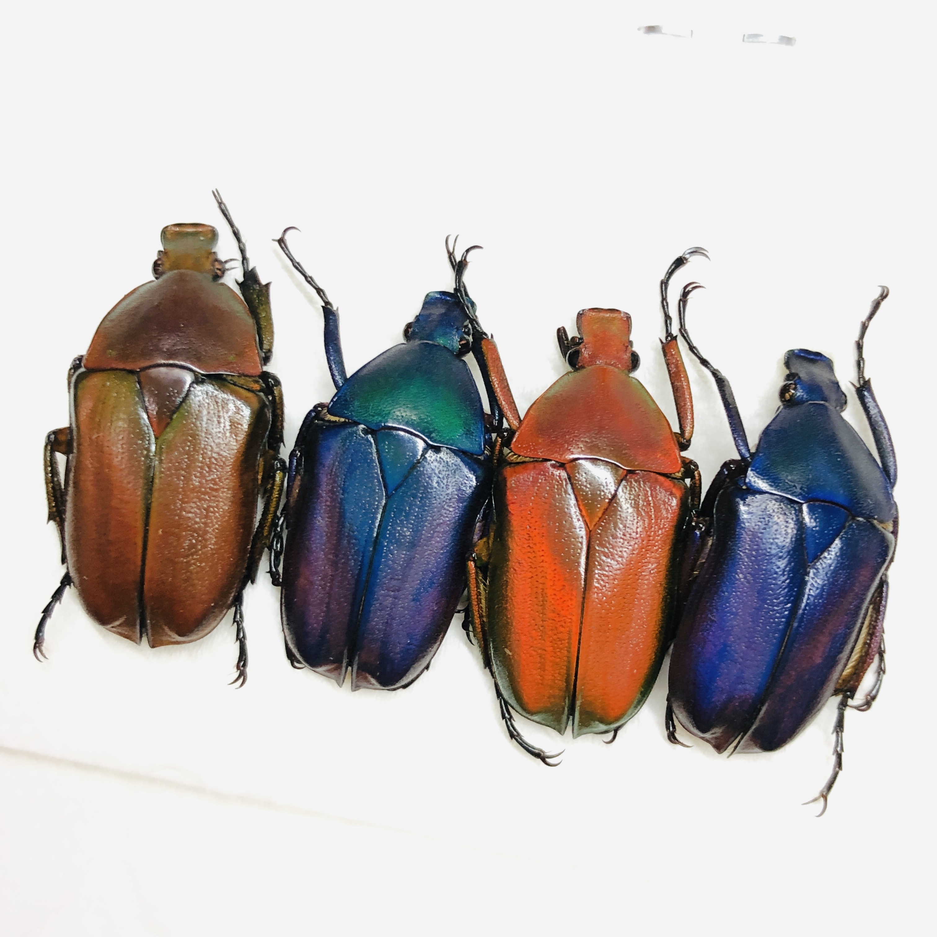Cetoniidae Pseudorhomborrhina sp A1 4pcs from Diqing Yunnan No.6450