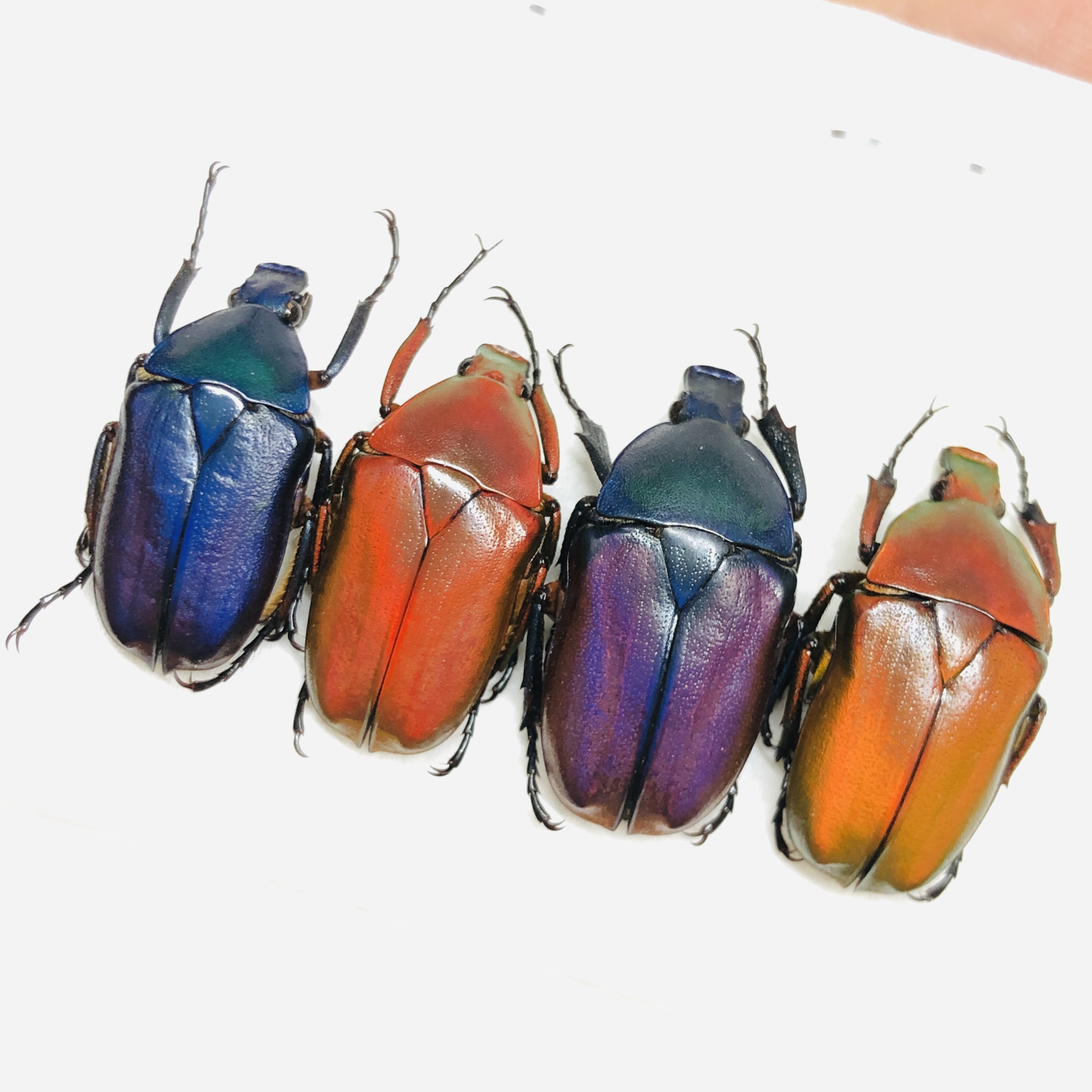 Cetoniidae Pseudorhomborrhina sp A1 4pcs from Diqing Yunnan No.6457