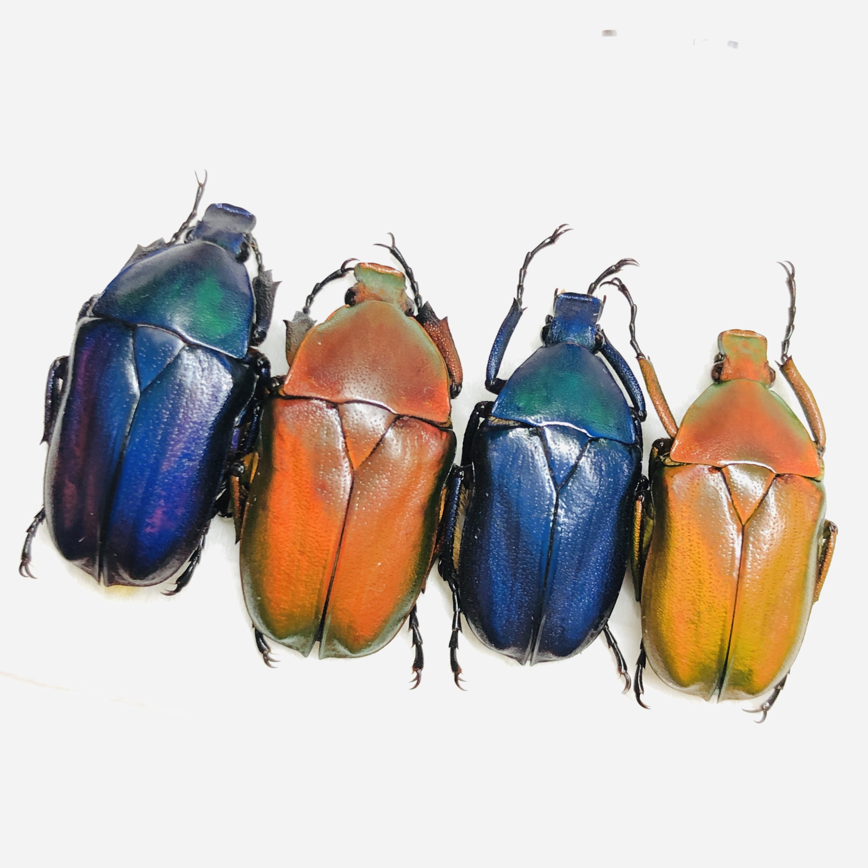 Cetoniidae Pseudorhomborrhina sp A1 4pcs from Diqing Yunnan No.6452