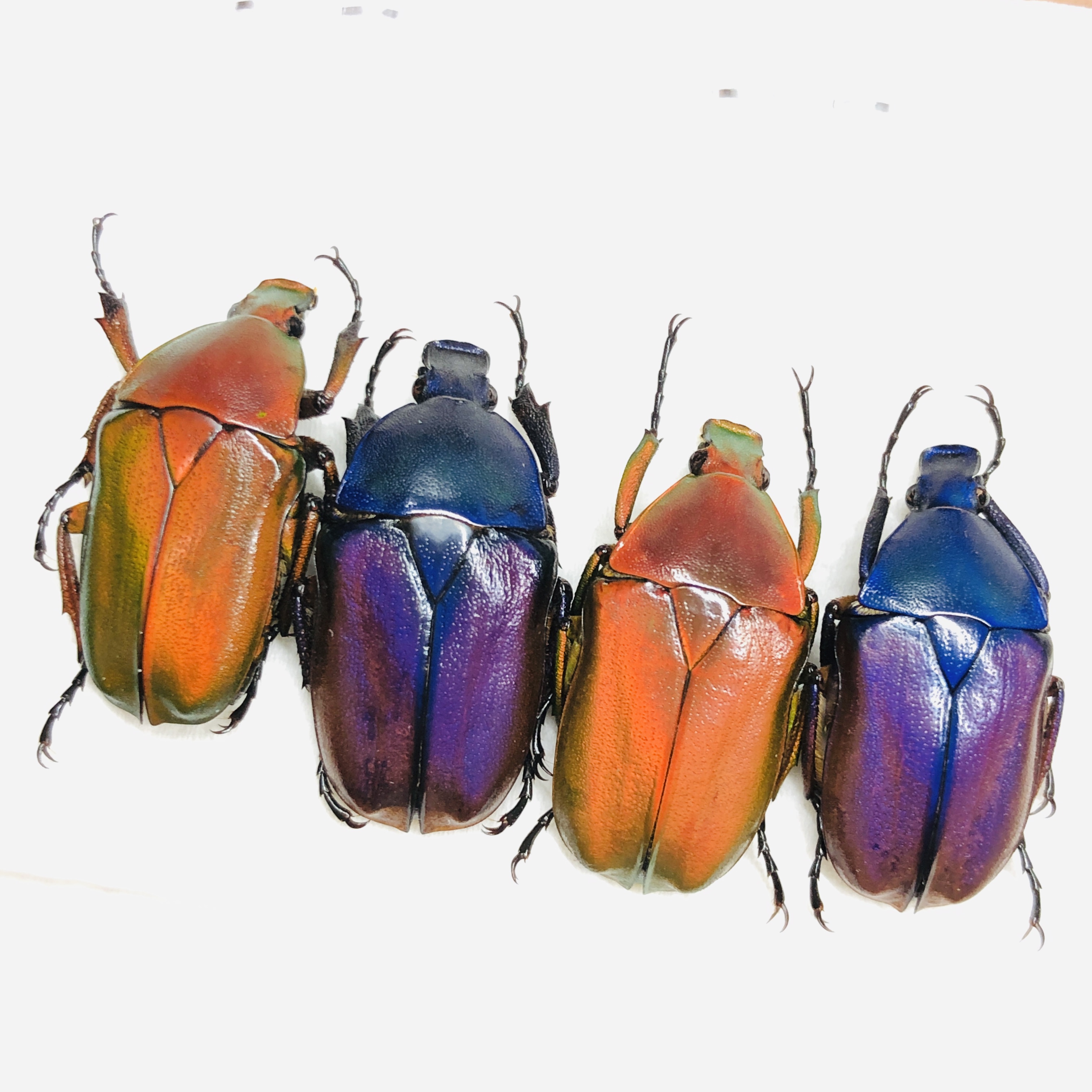 Cetoniidae Pseudorhomborrhina sp A1 4pcs from Diqing Yunnan No.6453