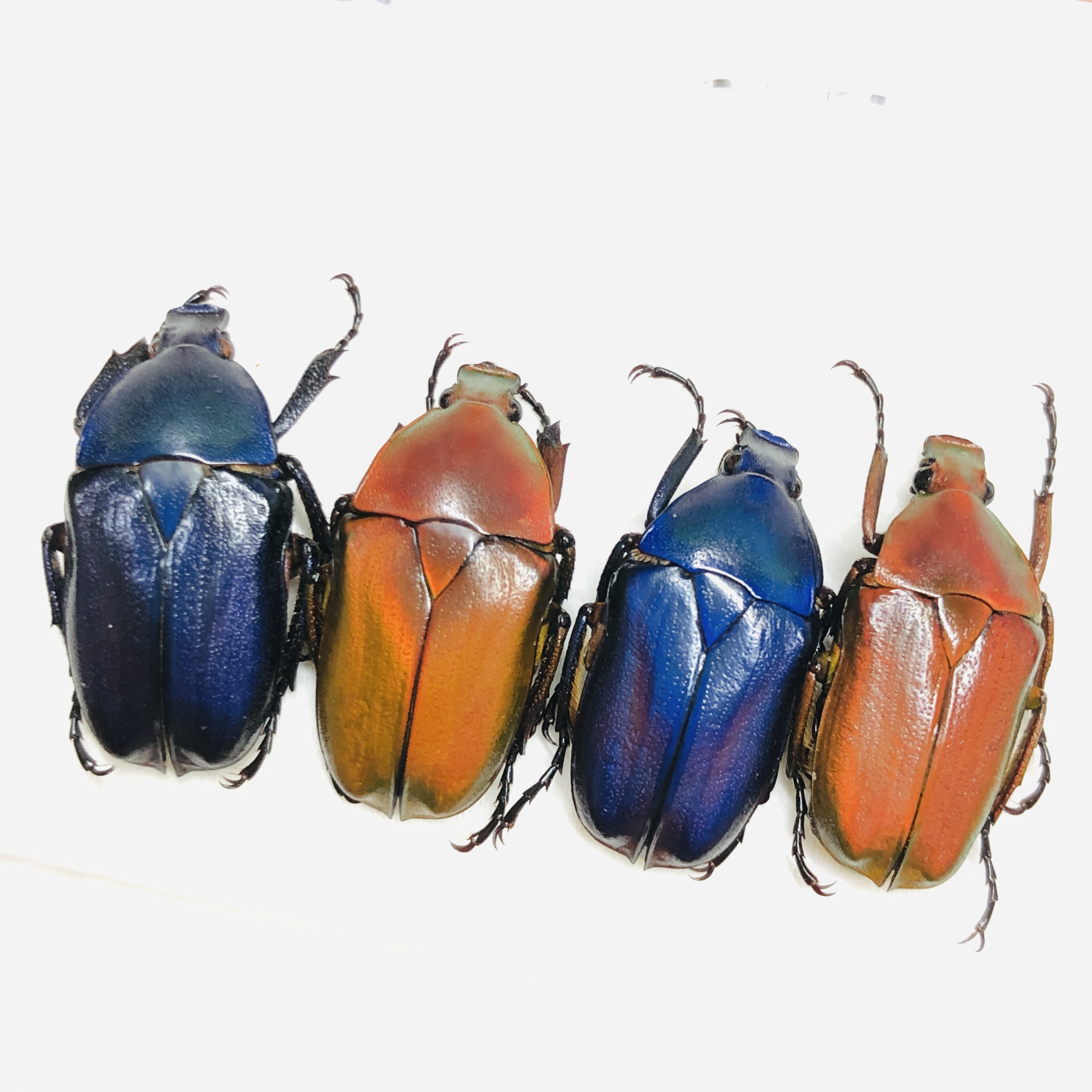 Cetoniidae Pseudorhomborrhina sp A1 4pcs from Diqing Yunnan No.6451