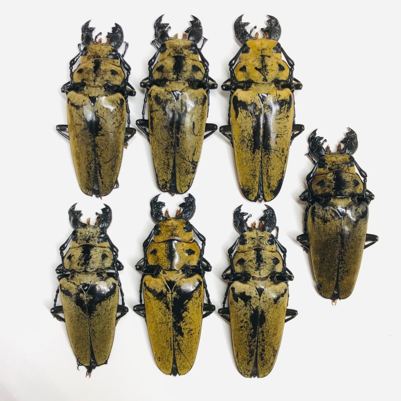 Special offer Trictenotomidae Trictenotoma davidi 7pcs from Yuxi Yunnan No.6519