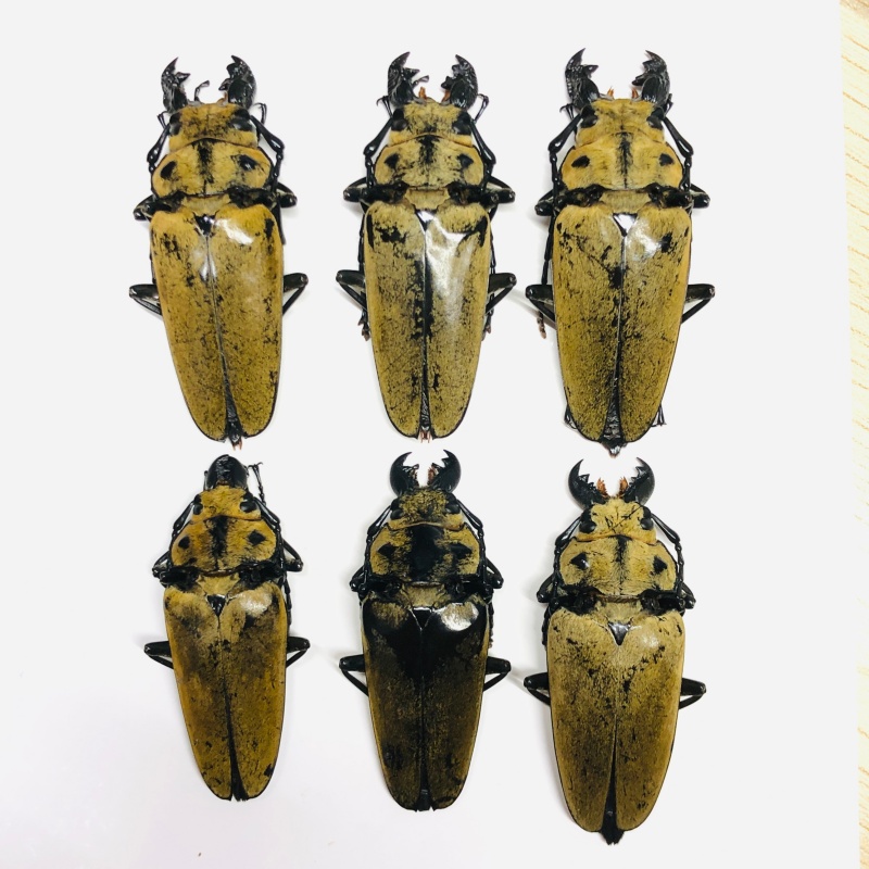 Special offer Trictenotomidae Trictenotoma davidi 6pcs from Yuxi Yunnan No.6520