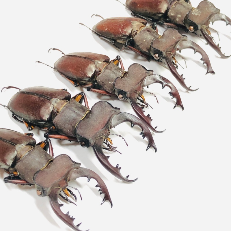 wholesale Lucanidae Lucanus kirchneri 5pcs from Sanming Fujian