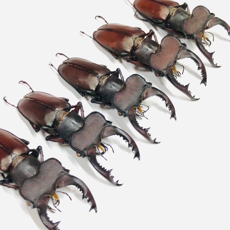 wholesale Lucanidae Lucanus klapperichi 5pcs from Ningde Fujian