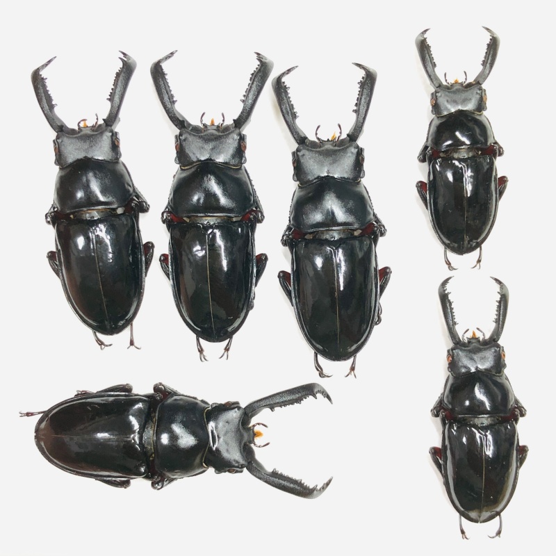 Special offer Lucanidae Pseudorhaetus sinicus sinicus 6pcs from Ningde Fujian No.6709