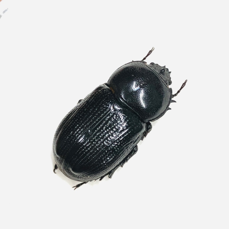 Dynastidae Eophileurus sp 24mm A1 from Yingjiang Yunnan No.6718