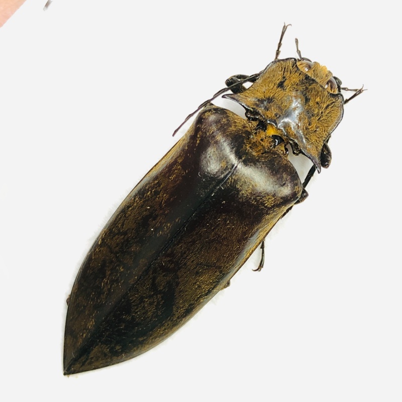 Elateridae Campsosternus sp 47mm A1 from Yingjiang Yunnan No.6710