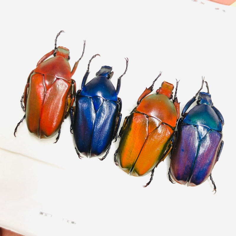 Cetoniidae Pseudorhomborrhina sp A1 4pcs from Diqing Yunnan No.6726