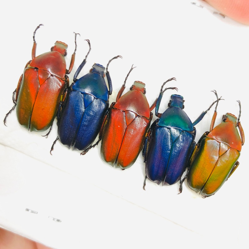Cetoniidae Pseudorhomborrhina sp A1 5pcs from Diqing Yunnan No.6727