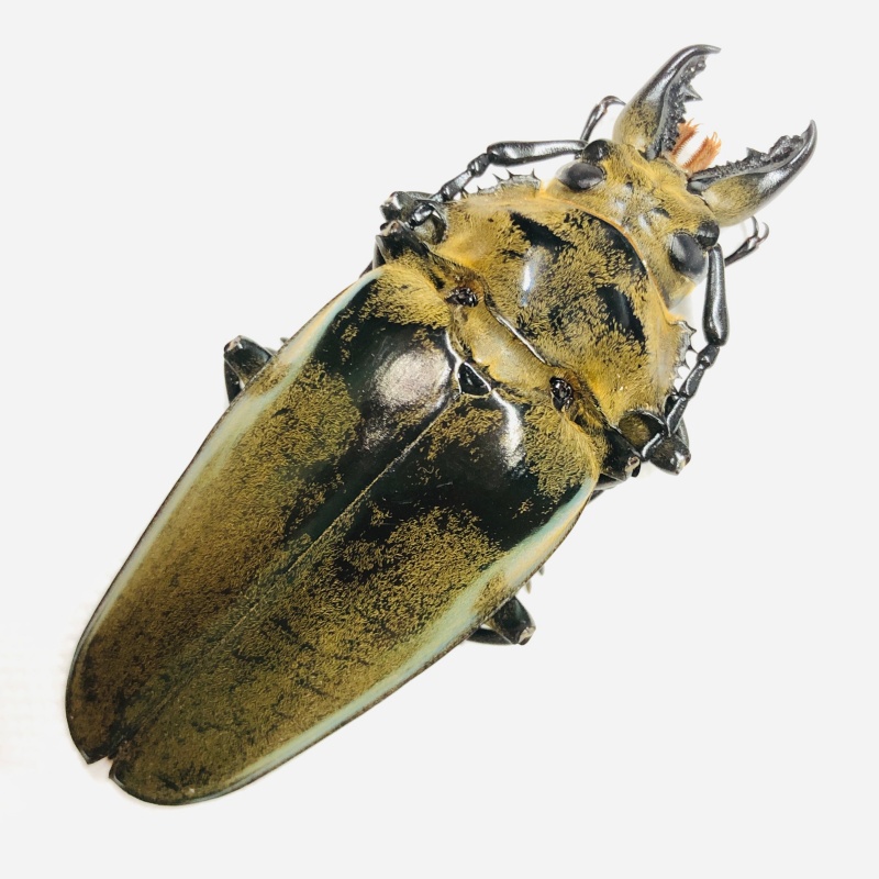 Trictenotomidae Autocrates vitalisi 67mm A1 from Lincang Yunnan No.6725
