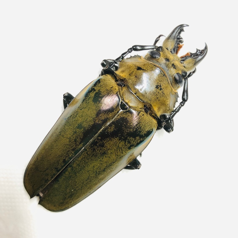 Trictenotomidae Autocrates vitalisi 63mm A1 from Lincang Yunnan No.6723