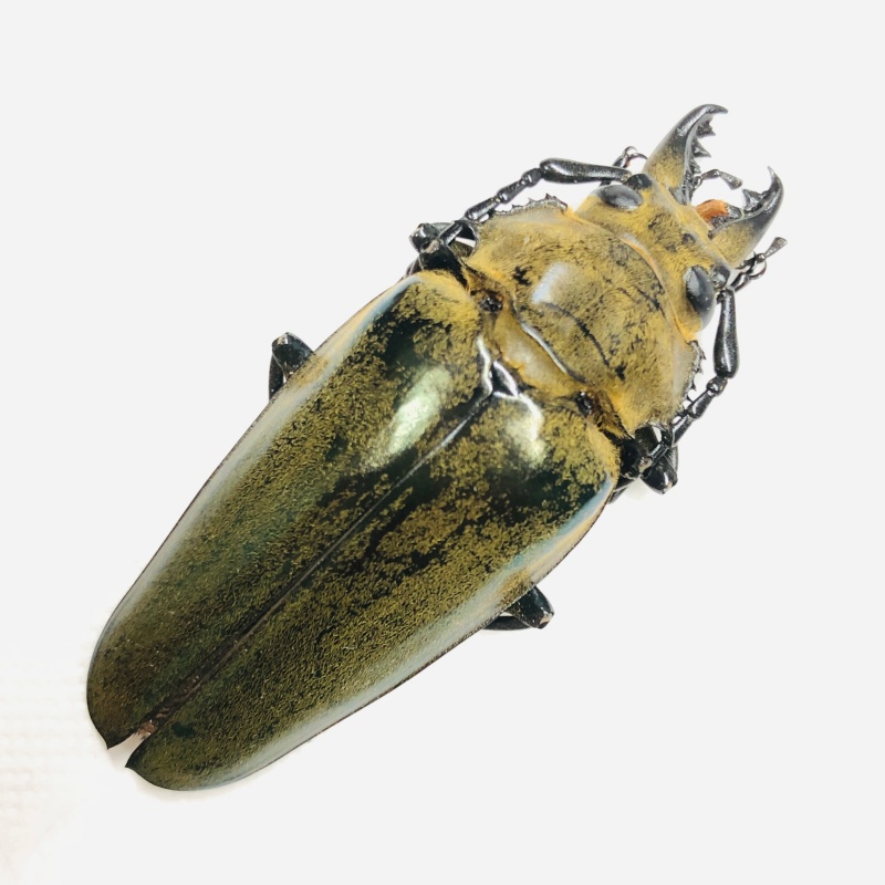 Trictenotomidae Autocrates vitalisi 56mm A1 from Lincang Yunnan No.6724