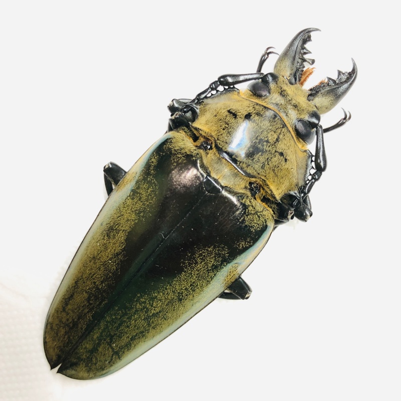 Trictenotomidae Autocrates vitalisi 64mm A1 from Lincang Yunnan No.6722