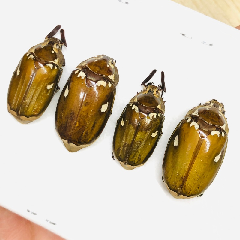 Melolonthidae Melolontha maculata 2pairs A1 from Yingjiang Yunnan No.6736