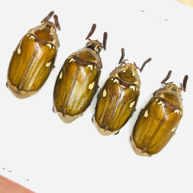 wholesale Melolonthidae Melolontha maculata 4pcs Male A1 from Yingjiang Yunnan