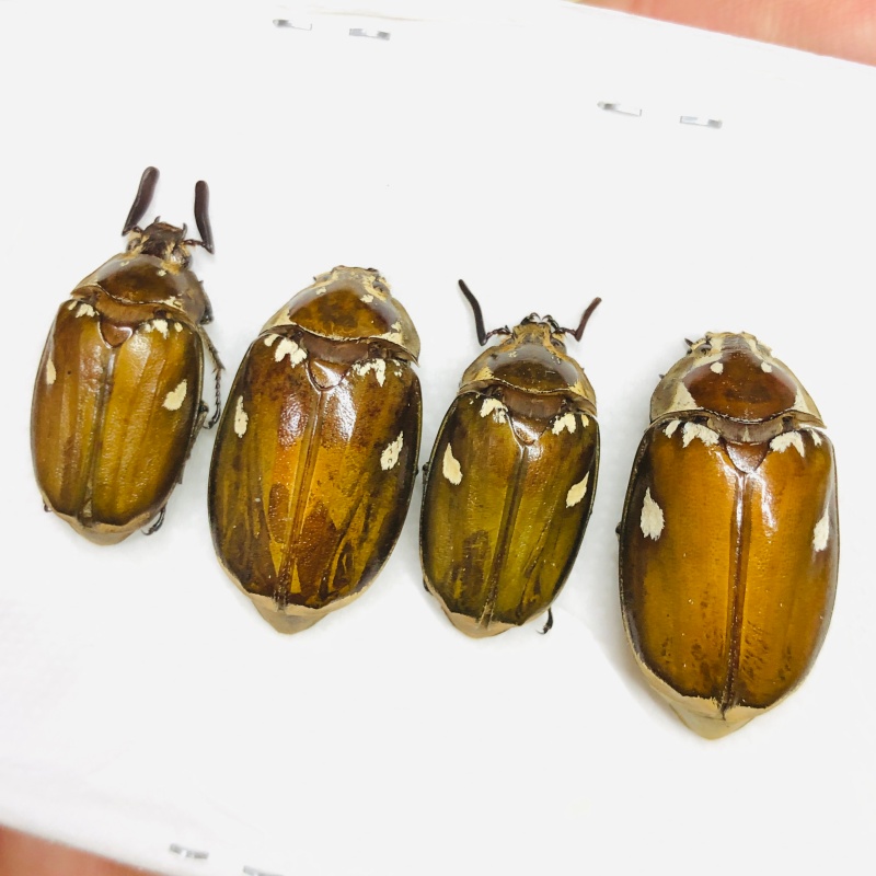 Melolonthidae Melolontha maculata 2pairs A1 from Yingjiang Yunnan No.6738
