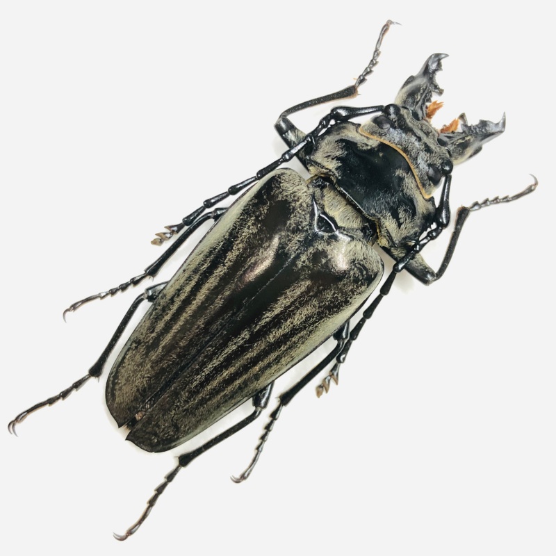 Trictenotomidae Autocrates oberthueri 55mm A1 from Yuxi Yunnan No.6742