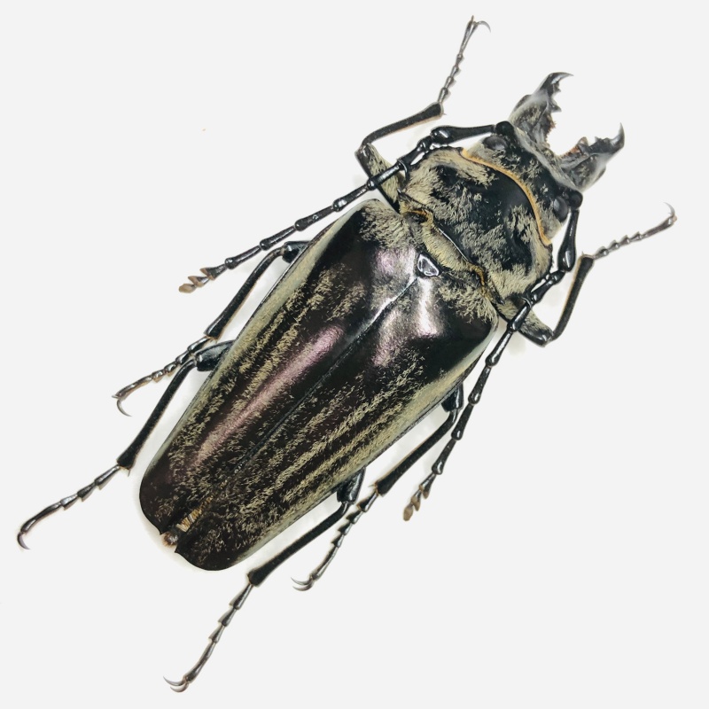 Trictenotomidae Autocrates oberthueri 55mm A1 from Yuxi Yunnan No.6743