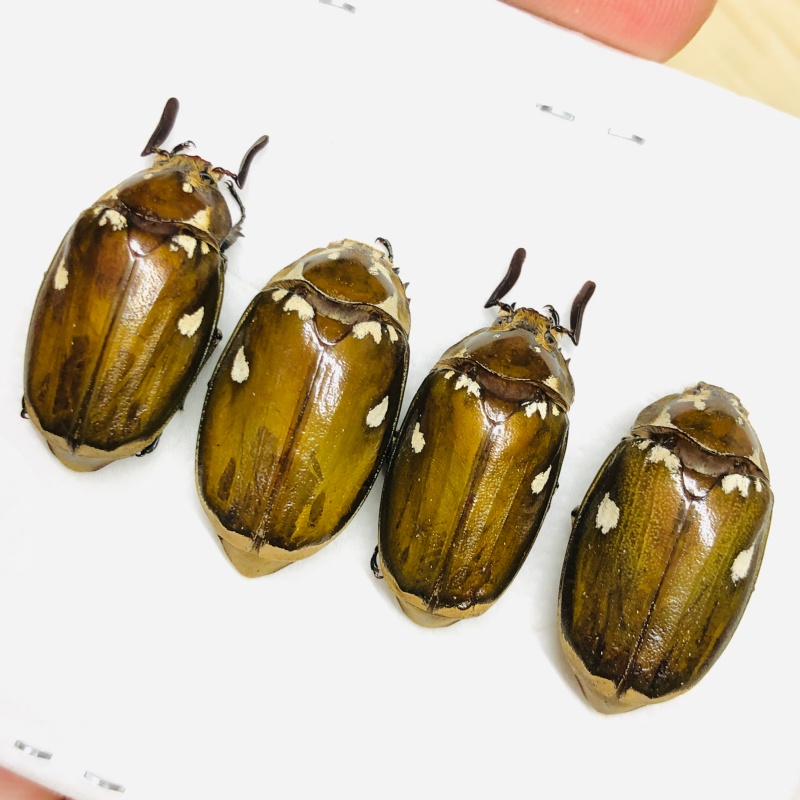 Melolonthidae Melolontha maculata 2pairs A1 from Yingjiang Yunnan No.6737